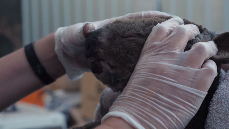 Beaucoup de koalas amenés avaient des pattes et des nez brûlés