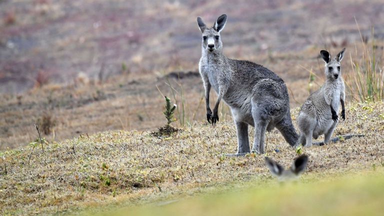 On estime qu'un demi-milliard d'animaux sont morts dans les feux de brousse
