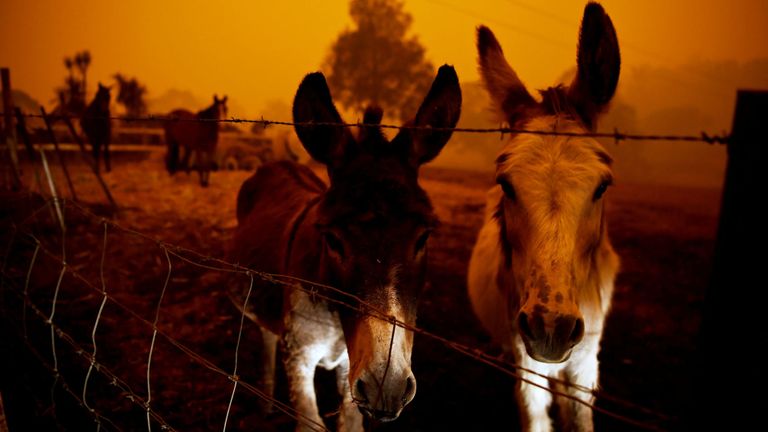 Animaux vus à Cobargo, Nouvelle-Galles du Sud