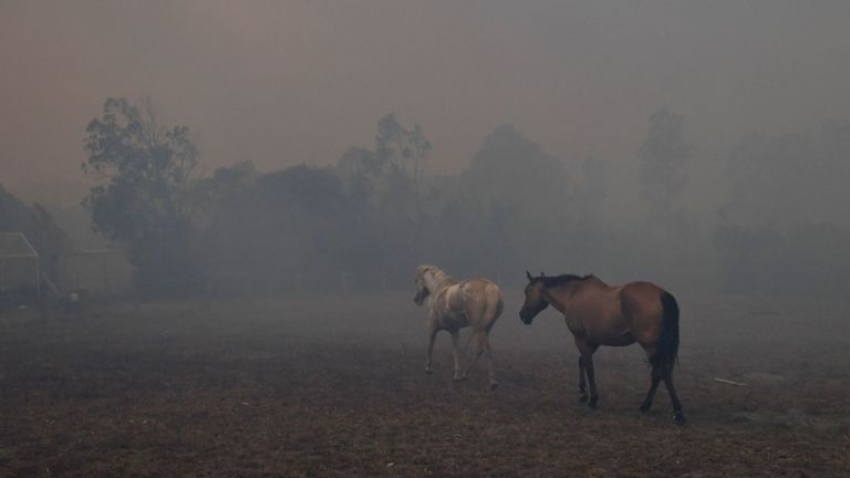 Des chevaux effrayés tentent de s'éloigner des feux de brousse à proximité dans une propriété résidentielle près de la ville de Nowra dans l'État australien de la Nouvelle-Galles du Sud le 31 décembre 2019. - Des milliers de vacanciers et d'habitants ont été contraints de fuir vers les plages du sud-est de l'Australie ravagé par le feu. le 31 décembre, alors que des incendies se sont abattus sur les zones touristiques populaires ne laissant aucune échappatoire par voie terrestre. (Photo par Saeed KHAN / AFP) (Photo par SAEED KHAN / AFP via Getty Images)