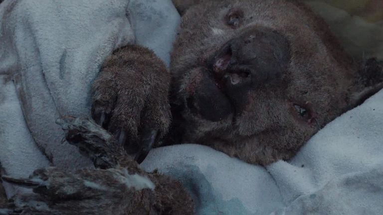 Le propriétaire du parc animalier de l'île Kangourou dit qu'il risque sa vie pour protéger les animaux.