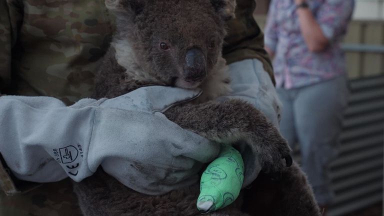 L'île Kangourou a perdu environ 25 000 koalas - la moitié de sa population