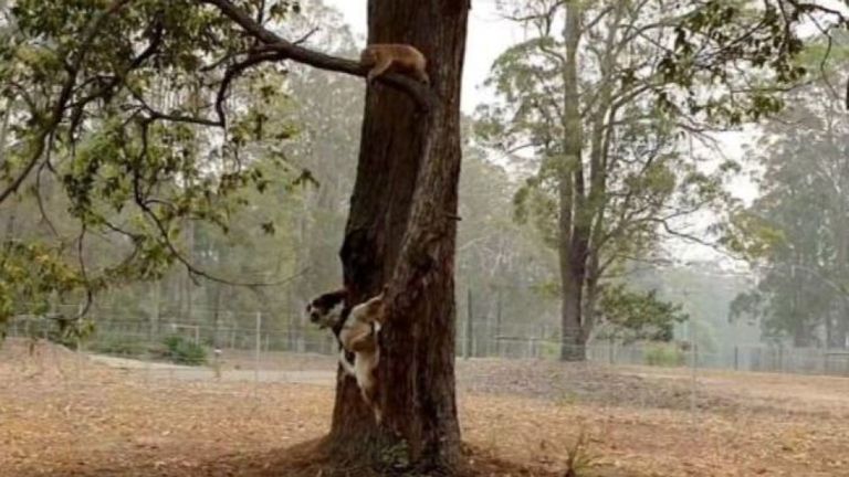 Taylor trouve les marsupiaux en reniflant leur fourrure ou leurs excréments 