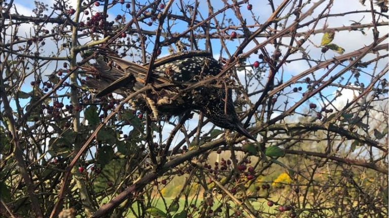Les oiseaux pouvaient également être vus dans les buissons de chaque côté de la route. Photo: Dafydd Edwards