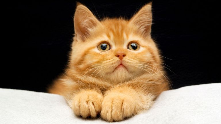 Chat