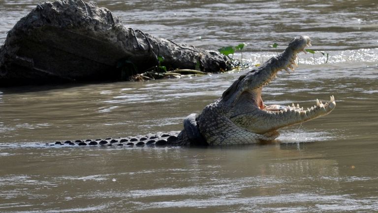 Un crocodile avec un pneu de moto d'occasion autour de son cou à Palu, dans la province centrale de Sulawesi, Indonésie
