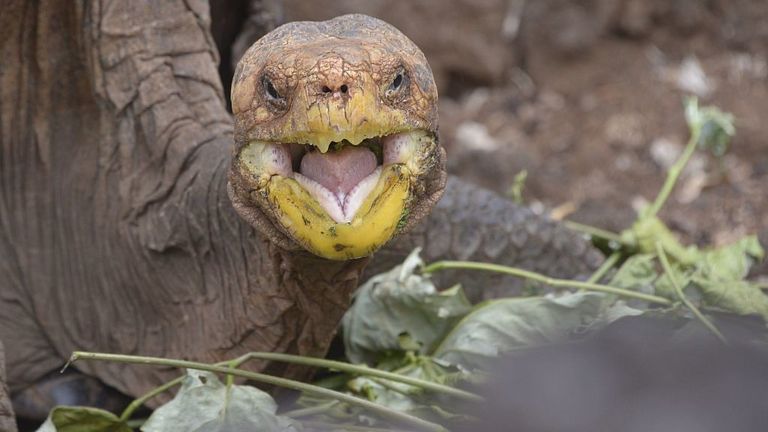 Diego, une tortue de la sous-espèce en danger d'extinction Chelonoidis hoodensis de l'île Española, est vue dans un centre d'élevage dans le parc national des Galapagos sur l'île de Santa Cruz dans l'archipel des Galapagos, situé à environ 1000 km au large des côtes de l'Équateur, le 10 septembre. 2016. / AFP / RODRIGO BUENDIA (Le crédit photo doit se lire RODRIGO BUENDIA / AFP via Getty Images)
