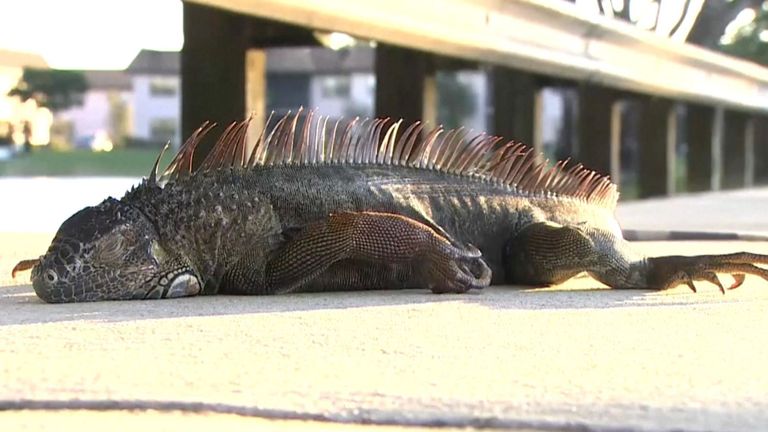 Des iguanes congelés tombent des arbres en Floride 
