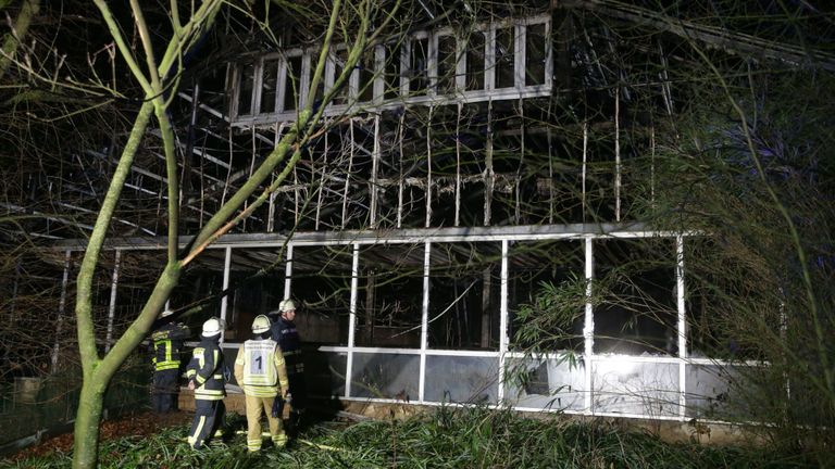 Des pompiers travaillent à la maison des singes en flammes du zoo de Krefeld, dans l'ouest de l'Allemagne, au début du 1er janvier 2020. - Un incendie a ravagé la maison des singes au zoo de Krefeld le soir de la Saint-Sylvestre, tuant des dizaines d'animaux, dont des orangs-outans, chimpanzés et ouistitis, a indiqué la direction. (Photo par Alexander FORSTREUTER / DPA / AFP) / Allemagne OUT (Photo par ALEXANDER FORSTREUTER / DPA / AFP via Getty Images)
