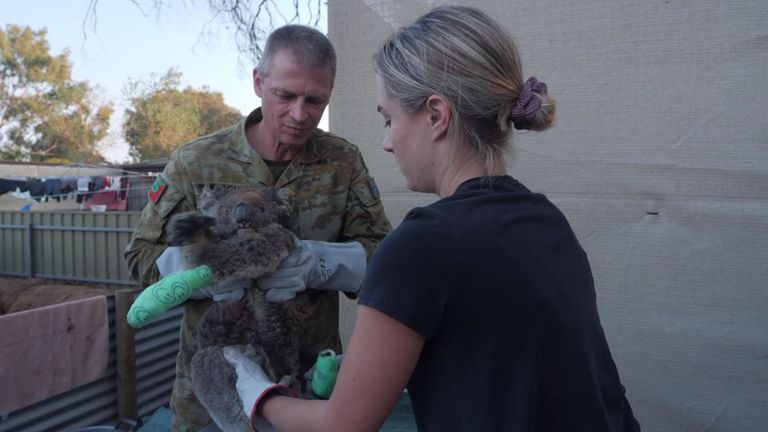 L'armée et les vétérinaires privés travaillent avec des volontaires pour panser les koalas introduits dans le refuge pour animaux 