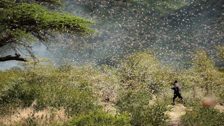Criquets au Kenya