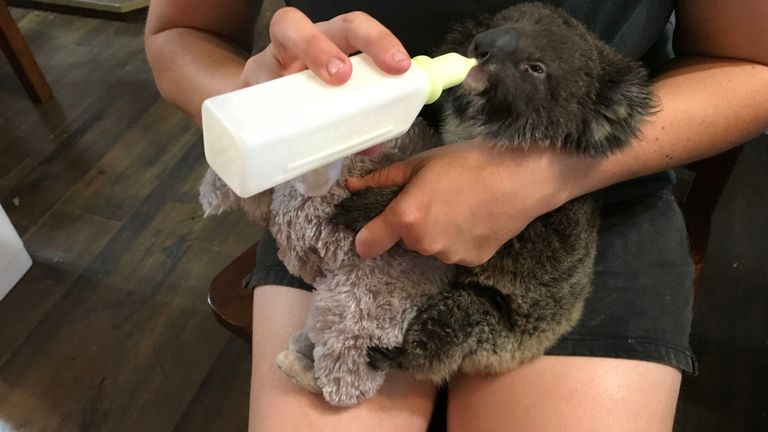Un koala soigné après avoir été sauvé des feux de brousse sur l'île Kangourou 