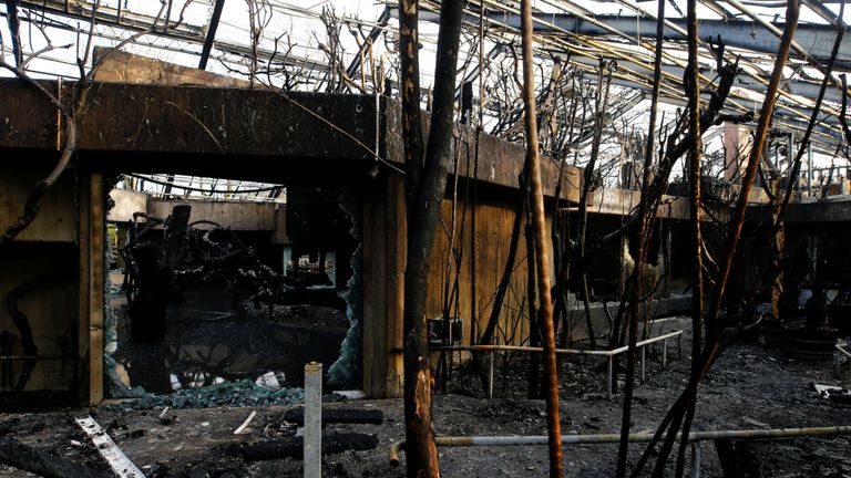 Seuls deux chimpanzés - Bally et Limbo - ont survécu à l'incendie du zoo de Krefeld