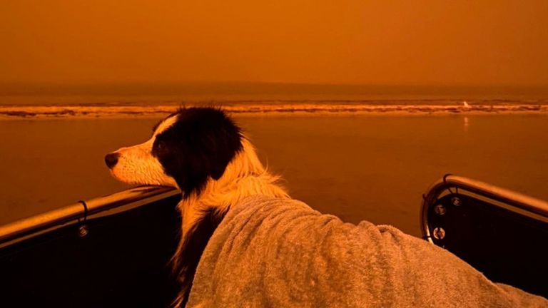 Un chien couvert d'une couverture est vu contre un ciel orange sanguin alors que les feux de brousse font rage à Mallacoota, Victoria, Australie, le 30 décembre 2019. Gracieuseté de George Mills