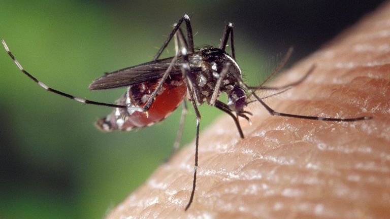 Moustique Aedes albopictus, gorgée de sang, se nourrissant d'un hôte humain, 2001. Dans des conditions expérimentales, le moustique Aedes albopictus, également connu sous le nom de moustique tigre d'Asie, s'est révélé être un vecteur du virus du Nil occidental. Aedes est un genre de la famille des moustiques Culicine. Image courtoisie CDC / James Gathany. (Photo de Smith Collection / Gado / Getty Images).
