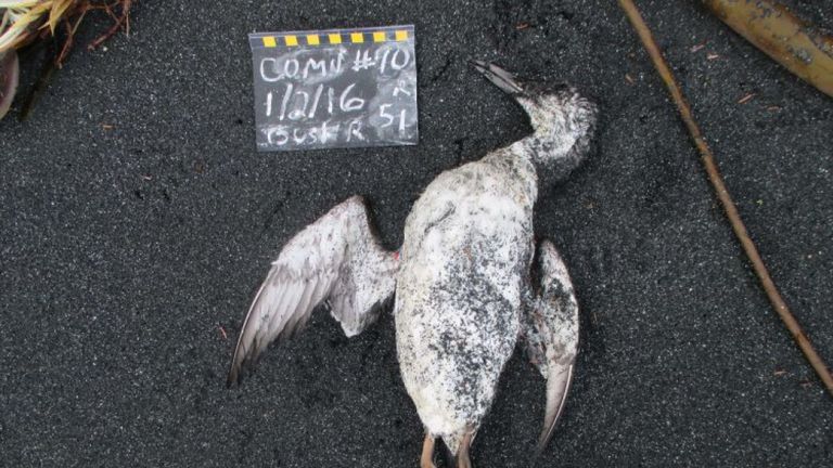 Guillemot récemment mort trouvé par un citoyen scientifique lors d'une enquête mensuelle de routine en janvier 2016. Un oiseau frais et intact indique que les charognards ne sont pas encore arrivés. Cette carcasse n'est probablement restée sur la plage que quelques heures.