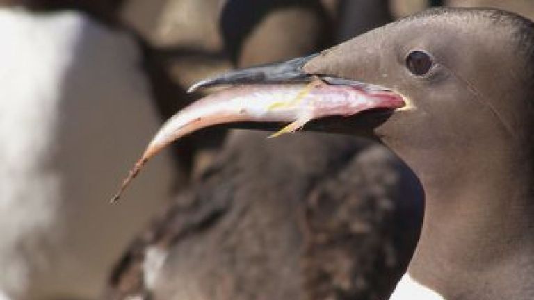 Les guillemots communs adultes retournent dans les colonies des îles et des empilements marins de la Californie à l'Alaska, passant trois mois chaque été pour se reproduire. Un seul poussin emmène deux parents à la chasse au poisson.Jane Dolliver