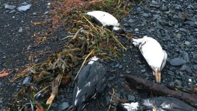 Les 1er et 2 janvier 2016, 6540 carcasses de guillemots communs ont été retrouvées échouées près de Whitter, en Alaska, ce qui se traduit par environ 8000 cadavres par mile de littoral - l'un des taux d'échouage les plus élevés enregistrés lors de la mortalité massive. David B. Irons