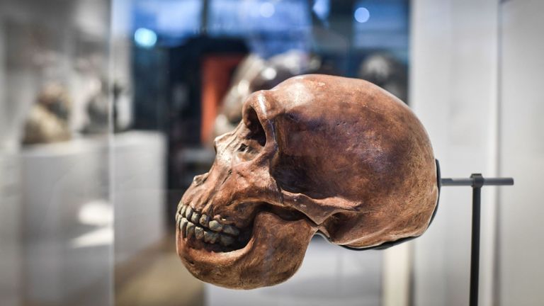 Un crâne de Néandertal affiché dans un musée à Paris