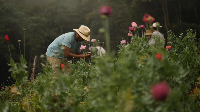 Les agriculteurs disent qu'ils doivent cultiver du pavot à opium pour nourrir leur famille