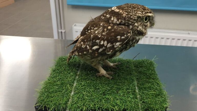 Le hibou a été jugé `` trop gros pour voler ''. Pic: Suffolk Owl Sanctuary