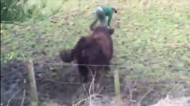 Une vache errante s'est éloignée des rails à Glasgow