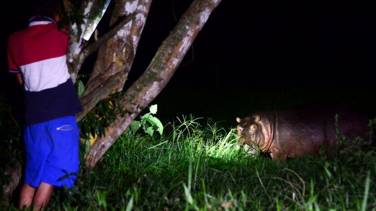 Un hippopotame se nourrit dans une ferme à la périphérie de Doradal, département d'Antioquia, en Colombie, près du parc à thème Hacienda Napoles, une fois le zoo privé de la drogue, Pablo Escobar, dans son ranch de Napoles, le 21 juin 2016. Plus de vingt ans après la drogue seigneur Pablo Escobar est mort dans une fusillade avec la police, un héritage étrange lui survit: ses hippopotames de compagnie. Escobar a acheté quatre hippopotames dans un zoo de Californie et les a transportés dans son ranch au début des années 1980.
