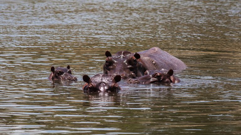 DORADAL, COLOMBIE - 24 SEPTEMBRE: Hippopotame nage dans l'un des lacs près de l'Hacienda Napoles le 24 septembre 2018 à Doradal, en Colombie. Le leader du cartel Pablo Escobar était propriétaire de l'Hacienda Naples où il a créé un parc à thème et un zoo privé au début des années 1980. Après sa mort en 1993, le gouvernement colombien a confisqué les animaux exotiques mais a laissé quatre hippopotames qui se sont multipliés.