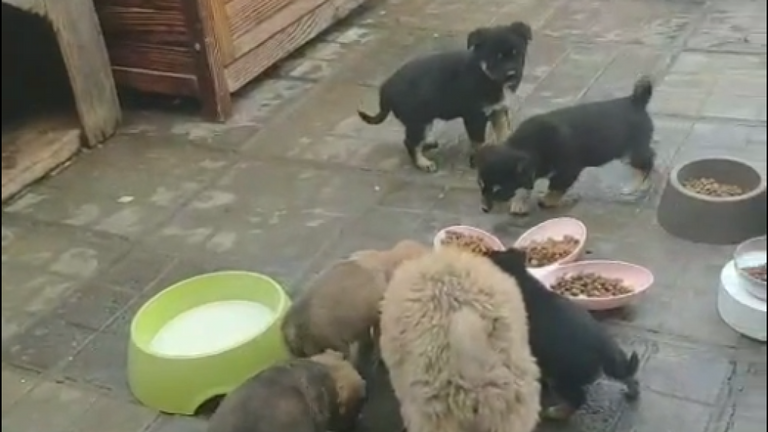 Ces chiots ont été sauvés à Zhengzhou, dans la province du Henan en Chine centrale, par crainte de la maladie de Wuhan. Ils ont été abandonnés sur un chantier de construction désert, repéré par des habitants qui ont demandé de l'aide sur les réseaux sociaux et les chiots sont désormais confiés à l'un des groupes partenaires chinois de la Humane Society InternationaI. Les chiots se portent bien et reçoivent l'attention du vétérinaire. Crédit: Humane Society international