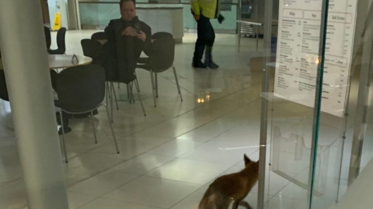 Fox repéré près d'un des cafés de Portcullis House, Parlement