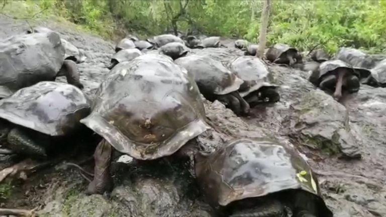 Les écologistes ont trouvé 30 tortues géantes au fond d'un volcan 
