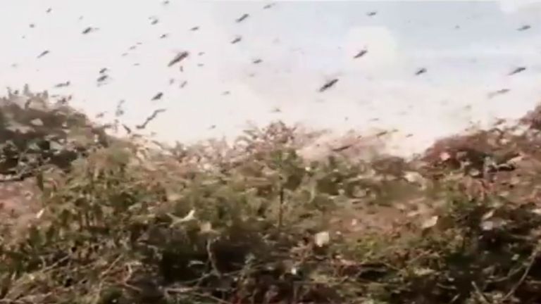 Le Kenya connaît la pire infestation de criquets en plus de 70 ans