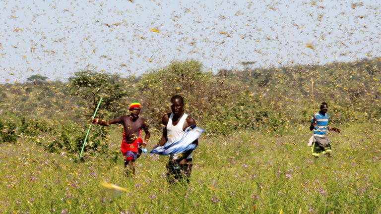 Des hommes de Samburu tentent de repousser un essaim de criquets pèlerins survolant un pâturage dans le village de Lemasulani, comté de Samburu, Kenya