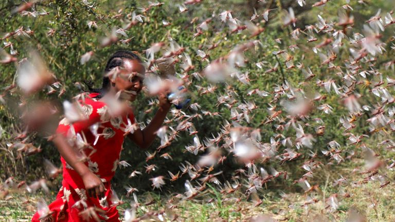 L'infestation représente une menace sans précédent pour la sécurité alimentaire. selon les autorités.