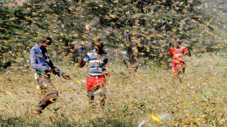Criquets au Kenya