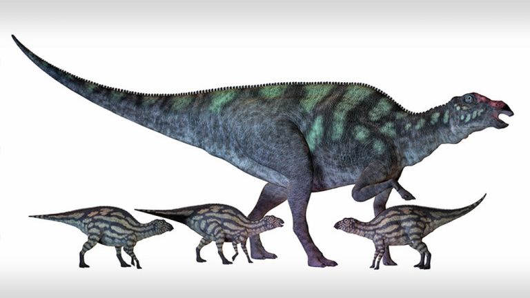 Maiasaura est un grand dinosaure à bec de canard qui vivait en Amérique du Nord au Crétacé, illustré ici avec plusieurs nouveau-nés.