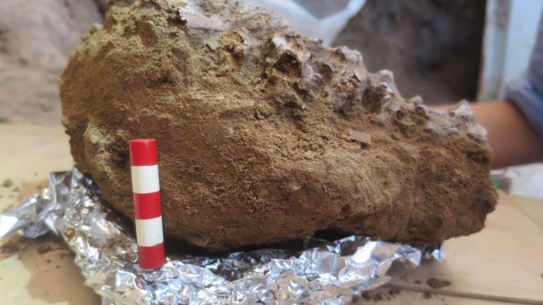 Une image montre une partie de la colonne vertébrale de Shanidar Z 