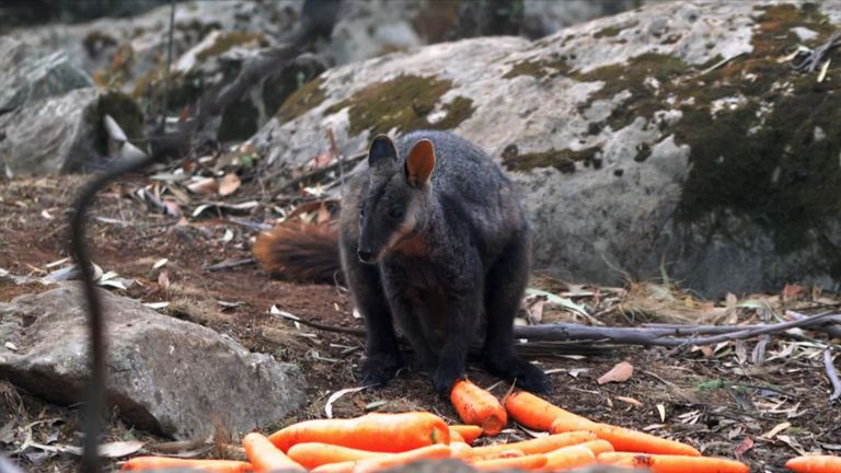Un rock-wallaby en voie de disparition mangeant une carotte larguée