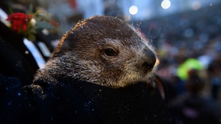 Punxsutawney Phil