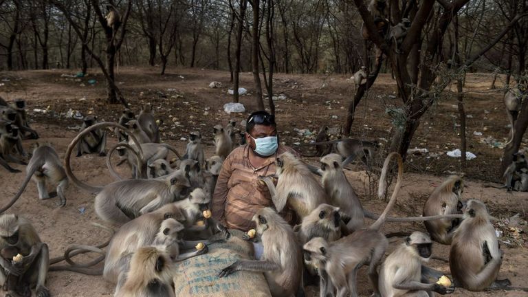 Un homme nourrit des singes dans le village d'Ode, près d'Ahmedabad 