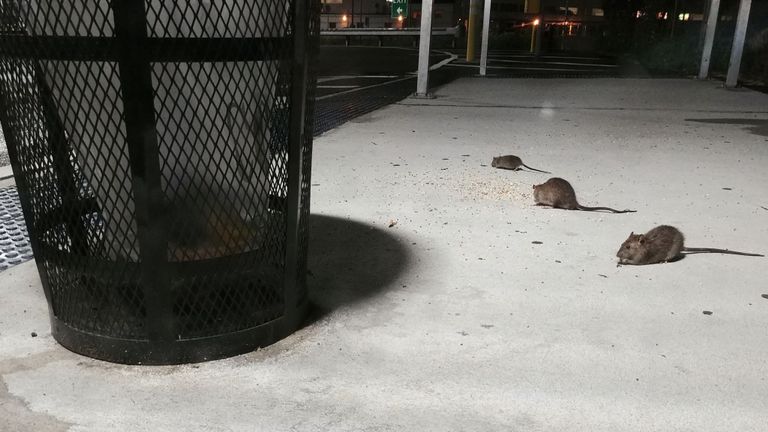 Ils ont trouvé plusieurs dizaines de gènes de rats qui avaient montré des changements majeurs dans l'ADN au cours des centaines d'années