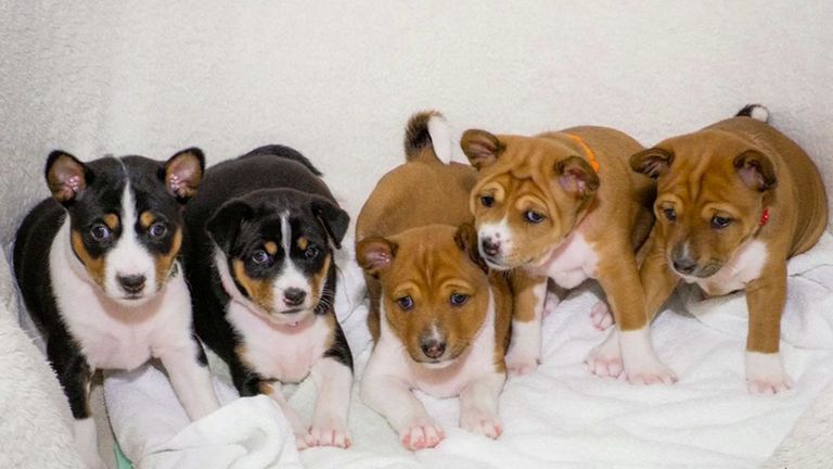 Chiots thaïlandais créés avec du sperme de chien royal
