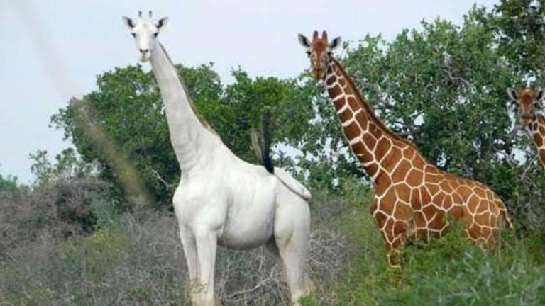 Girafe blanche
