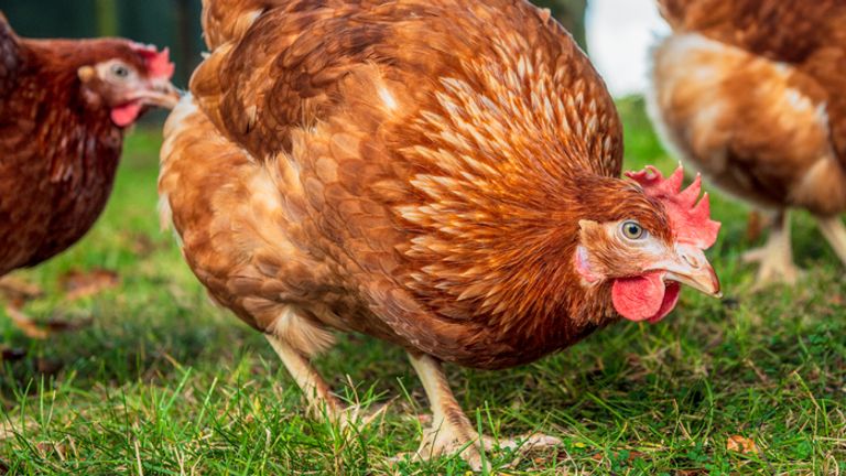 On espère que le caca de poulet empêchera les gens d'essayer de se rassembler dans le parc de la ville