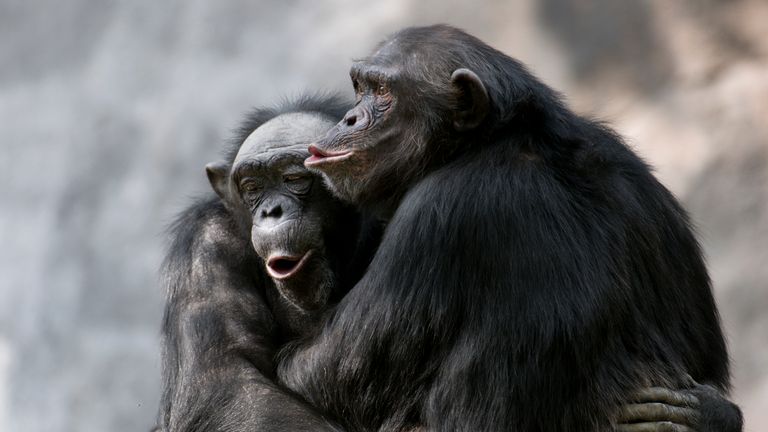 Les réponses de sept chimpanzés à la musique ont été étudiées