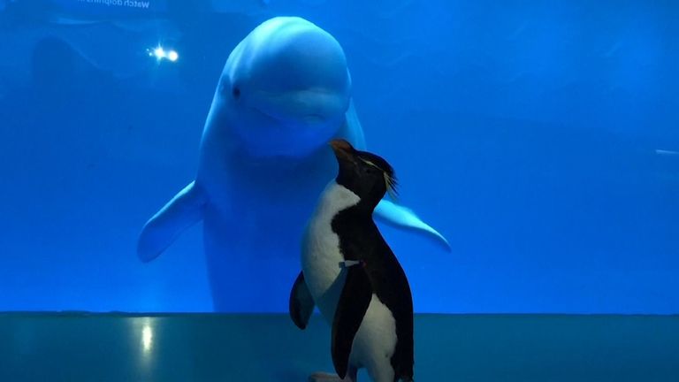L'aquarium a été fermé à cause du coronavirus, permettant à certains animaux d'explorer les expositions pour l'exercice et la stimulation