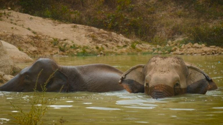 Tree Tops Elephant Reserve