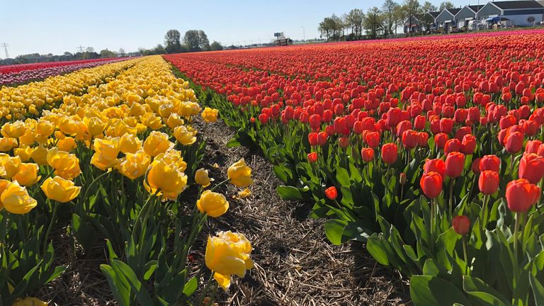 Henk van der Slot possède une ferme de tulipes - mais avec les événements annulés, il ne peut pas vendre ses fleurs