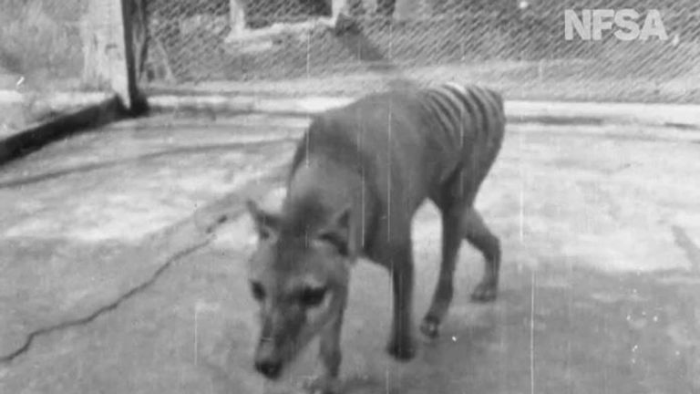 Tigre de Tasmanie. Pic: Archives nationales du film et du son d'Australie
