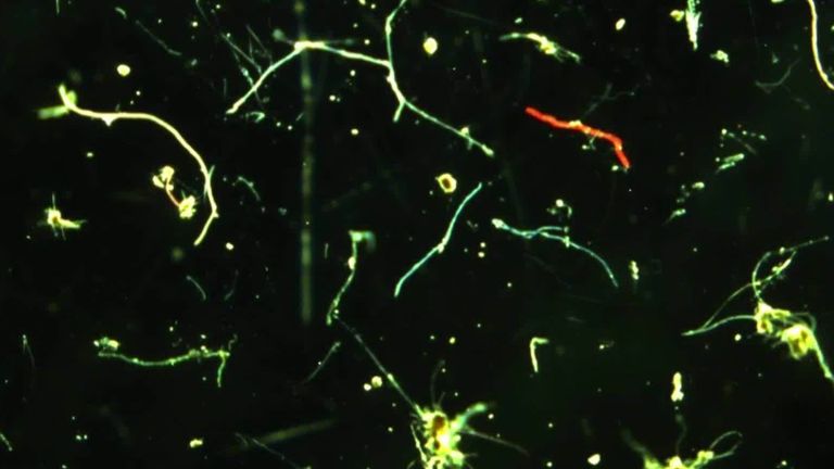 Microplastiques